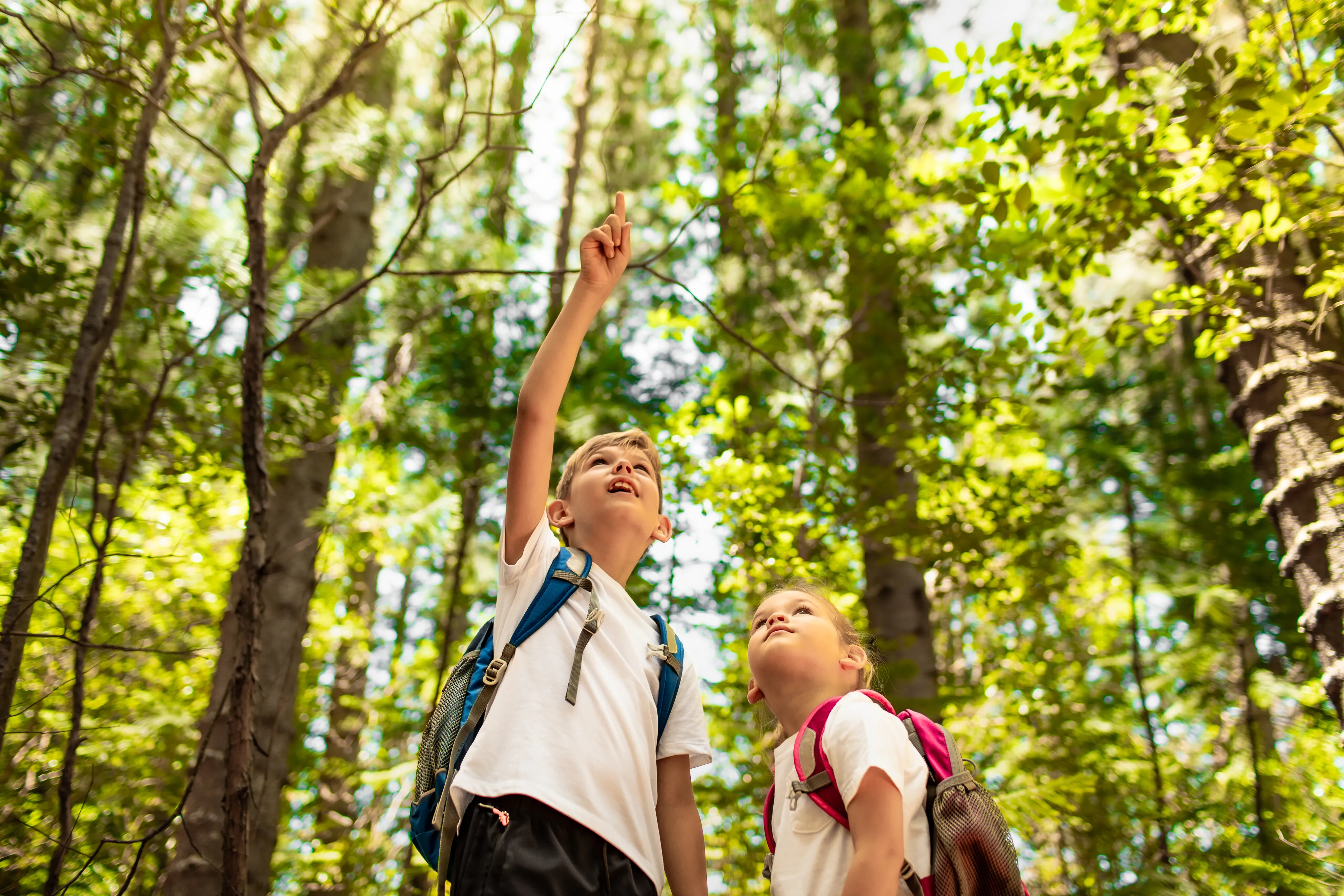 A boy and girl wearing backpacks gaze up at the sunlit forest canopy.
